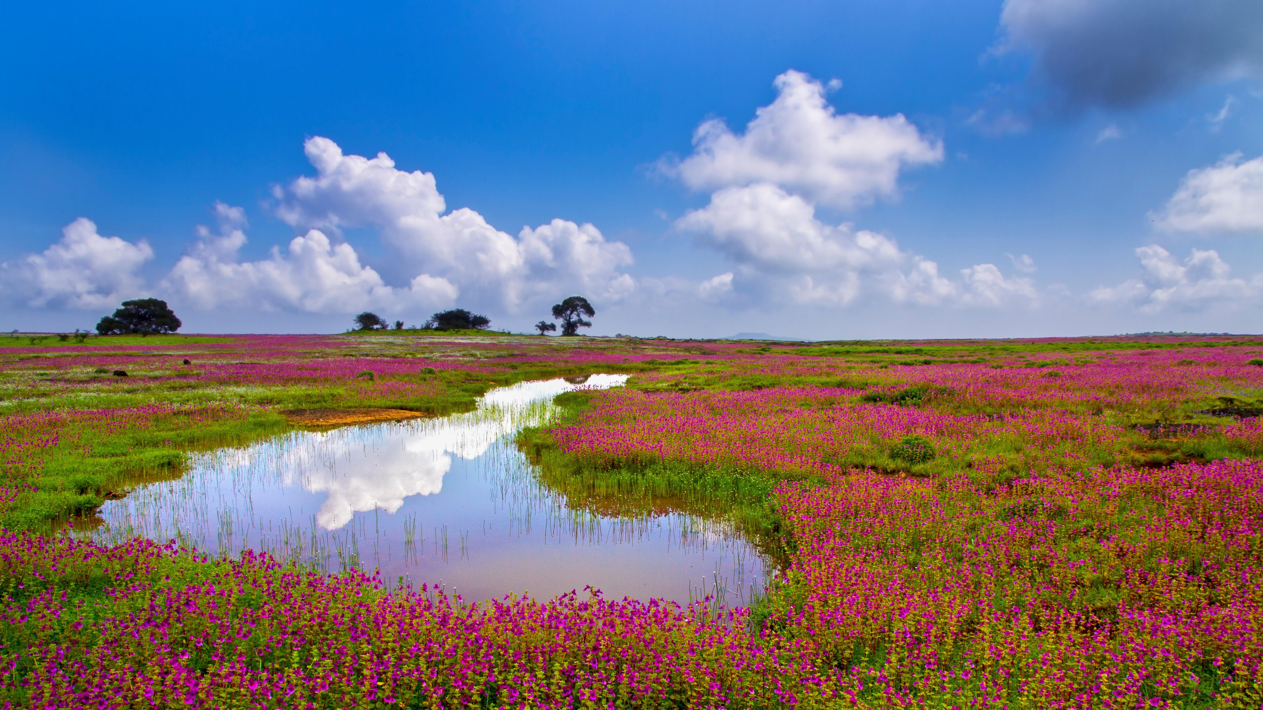Kaas Plateau Sightseeing Tour — SHREE TOURS SATARA